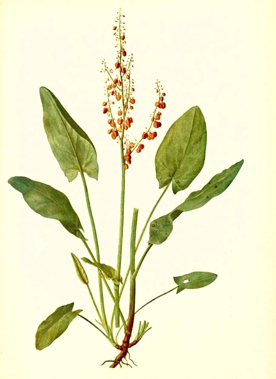 Щавель (Rumex)