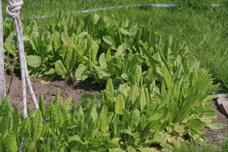 Шпинат широколистный