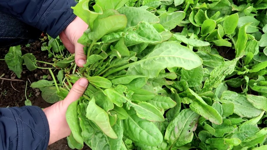 Лето щавель