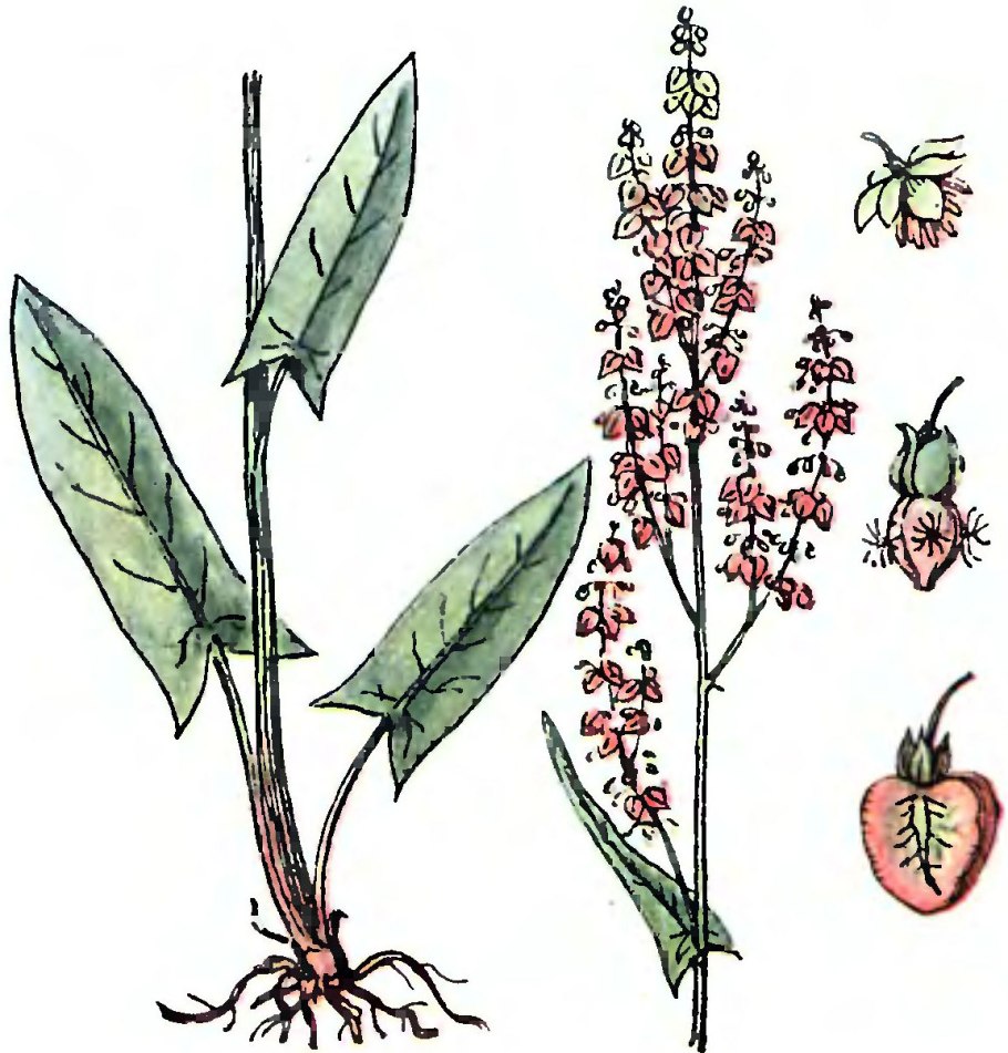 Щавель кислый плод