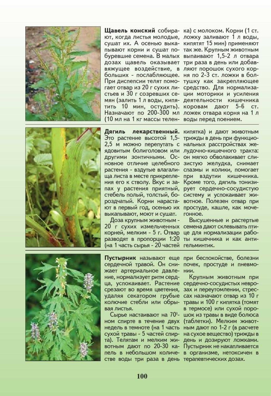 Конского щавеля корни травы Башкирии