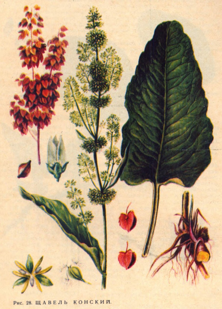 Щавель конский (Rumex confertus)