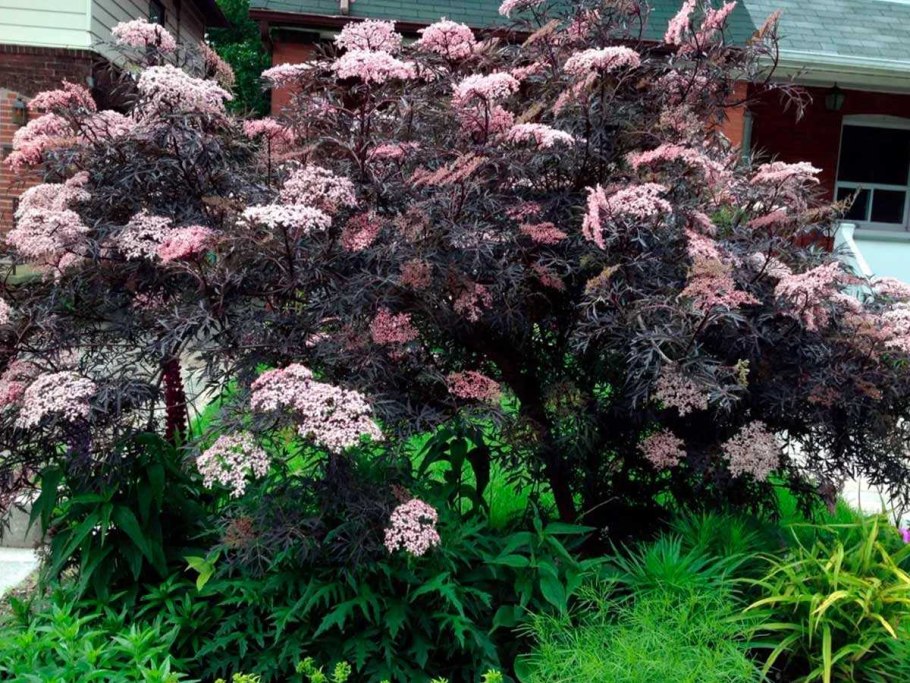 Бузина Блэк Бьюти