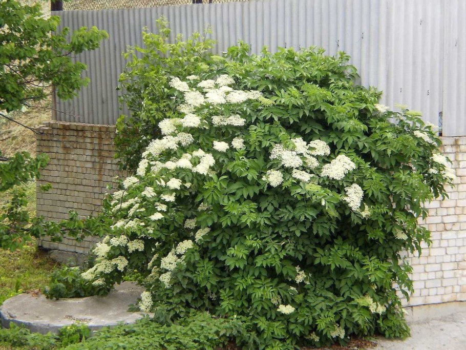 Бузина черная "Лациниата" Sambucus куст