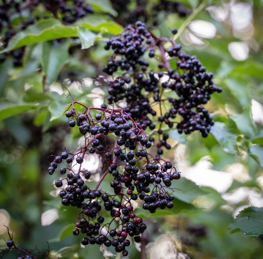 Бузина черная Argenteomarginata