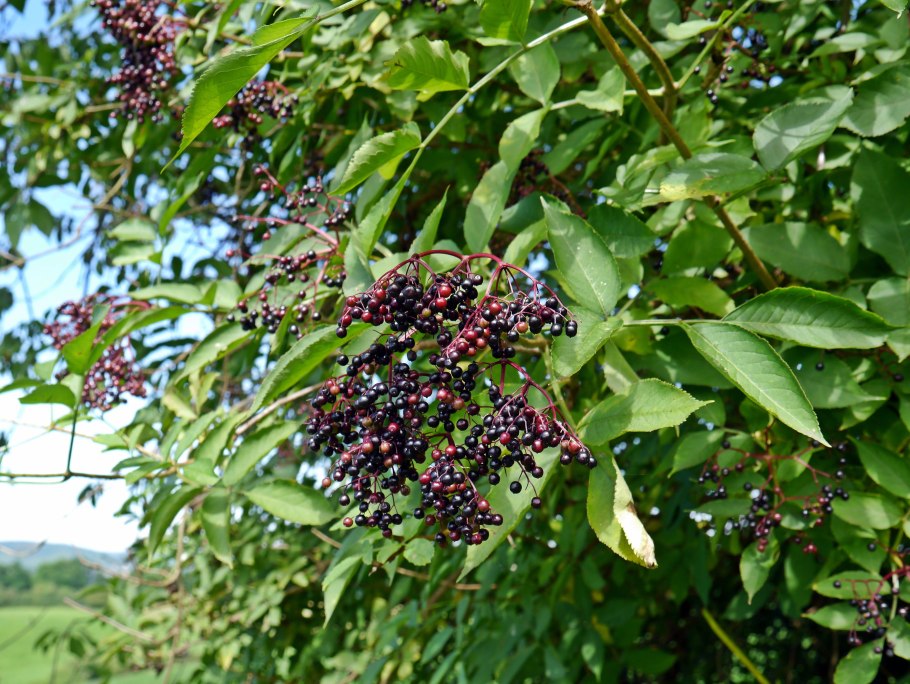 Elderberry (Sambucus nigra)