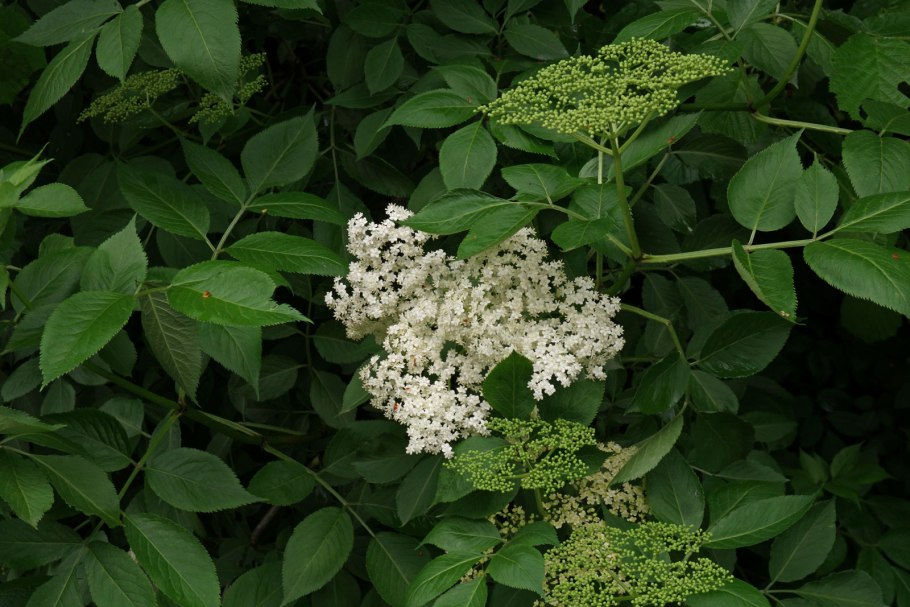 Sambucus nigra