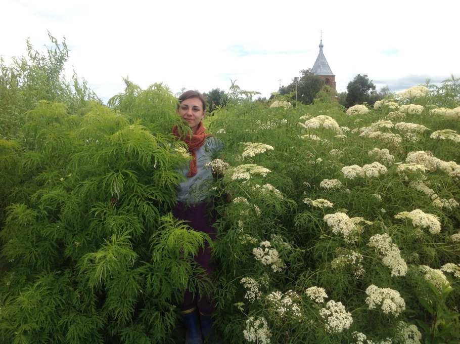 Бузина папоротниколистная