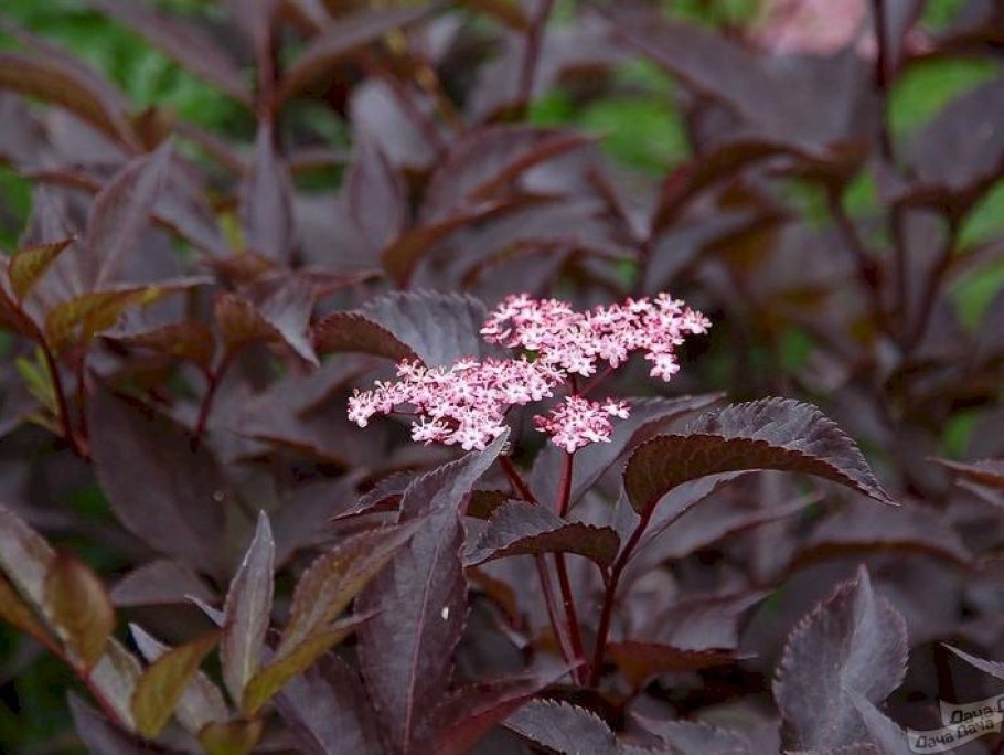 Бузина черная Guincho Purple