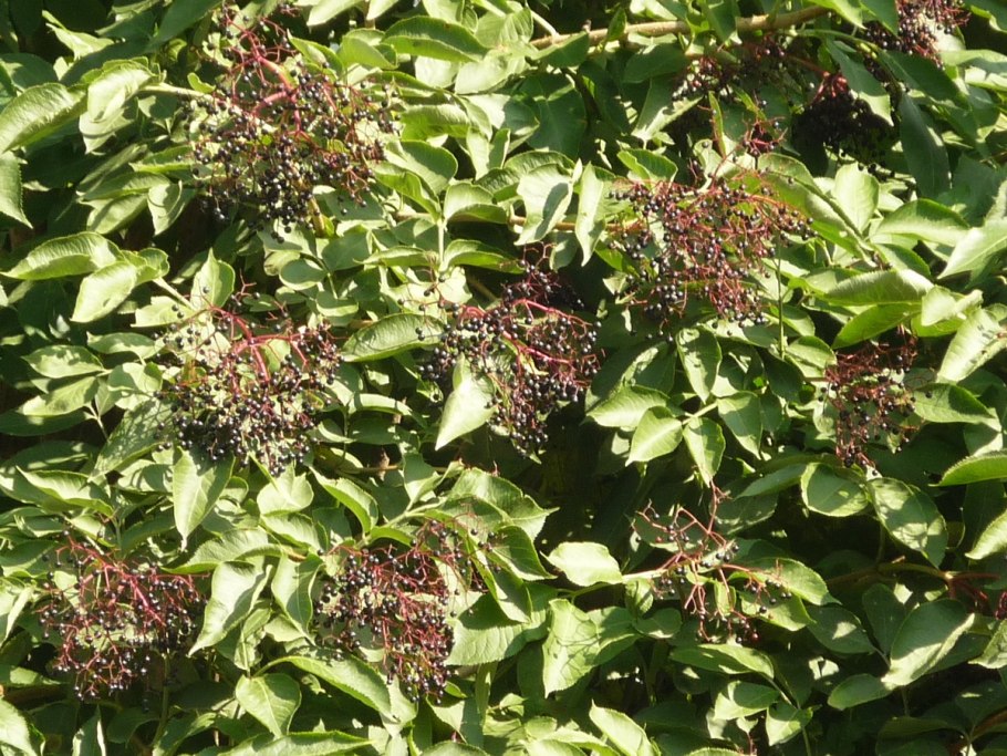 Бузина черная дерево