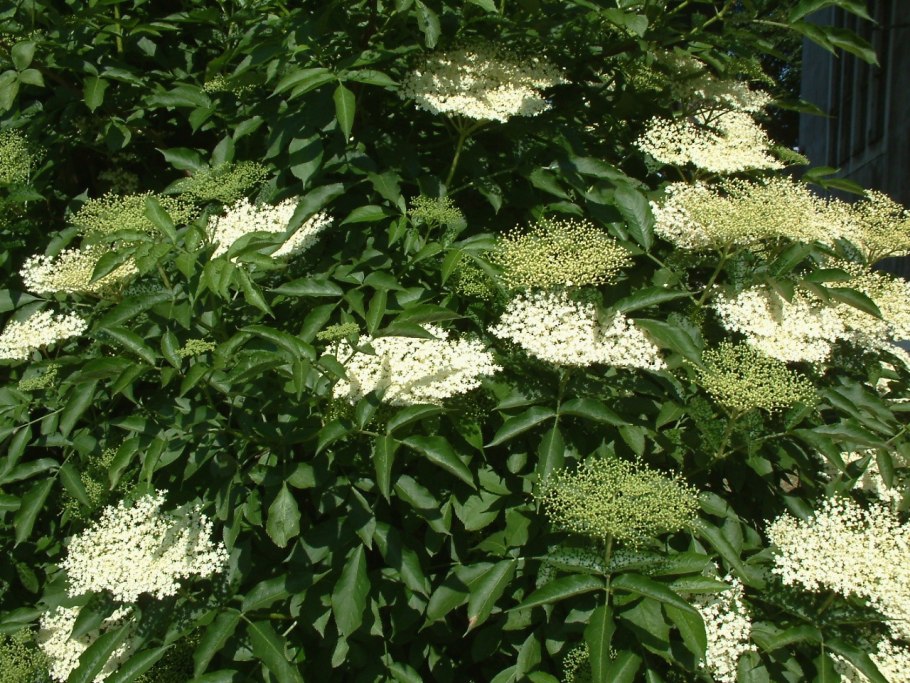 Бузина канадская Самбукус