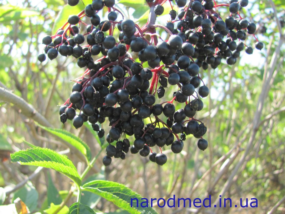 Бузина чёрная Блэк Лэйс ягоды