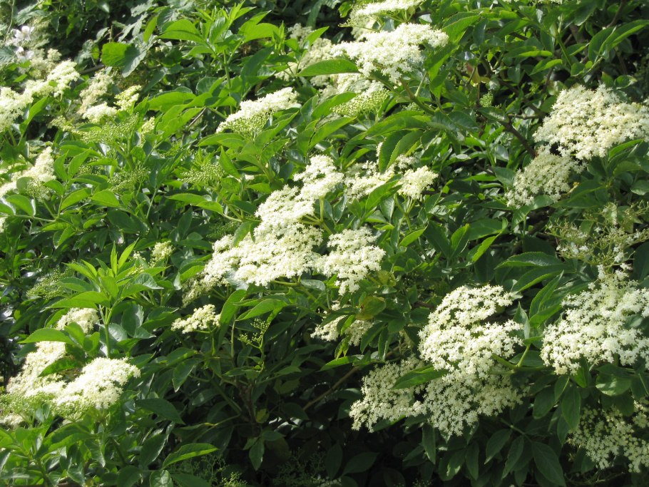 Бузина черная кустарник