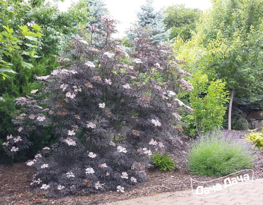 Бузина черная Блэк Бьюти