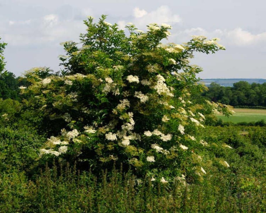 Бузина черная дерево