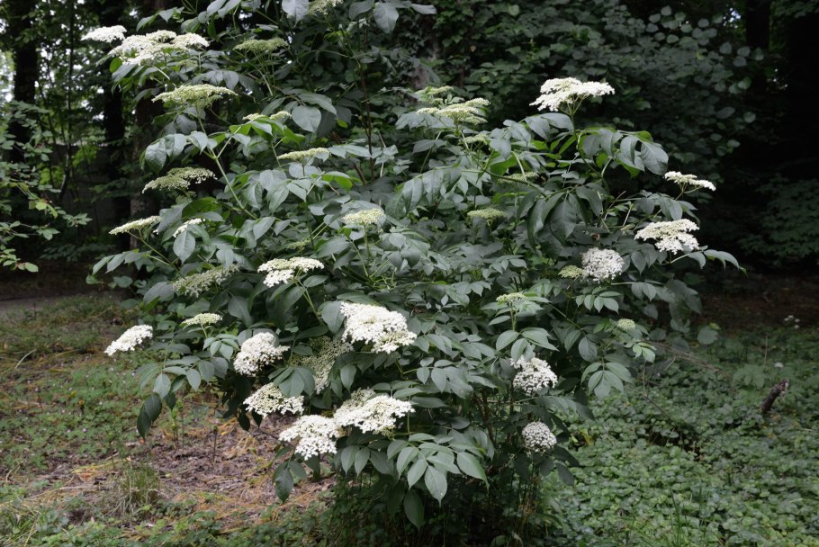 Бузина канадская acutiloba