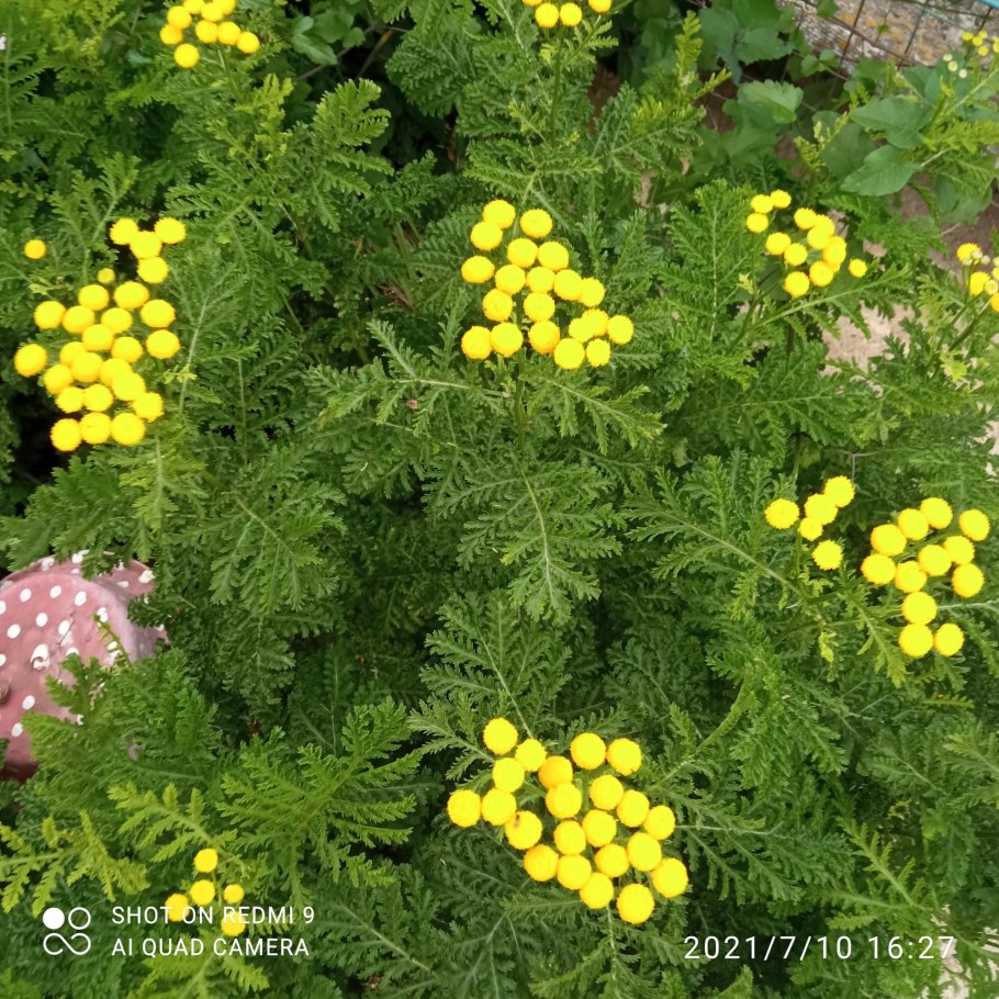 Пижма серебристая (Tanacetum argenteum).