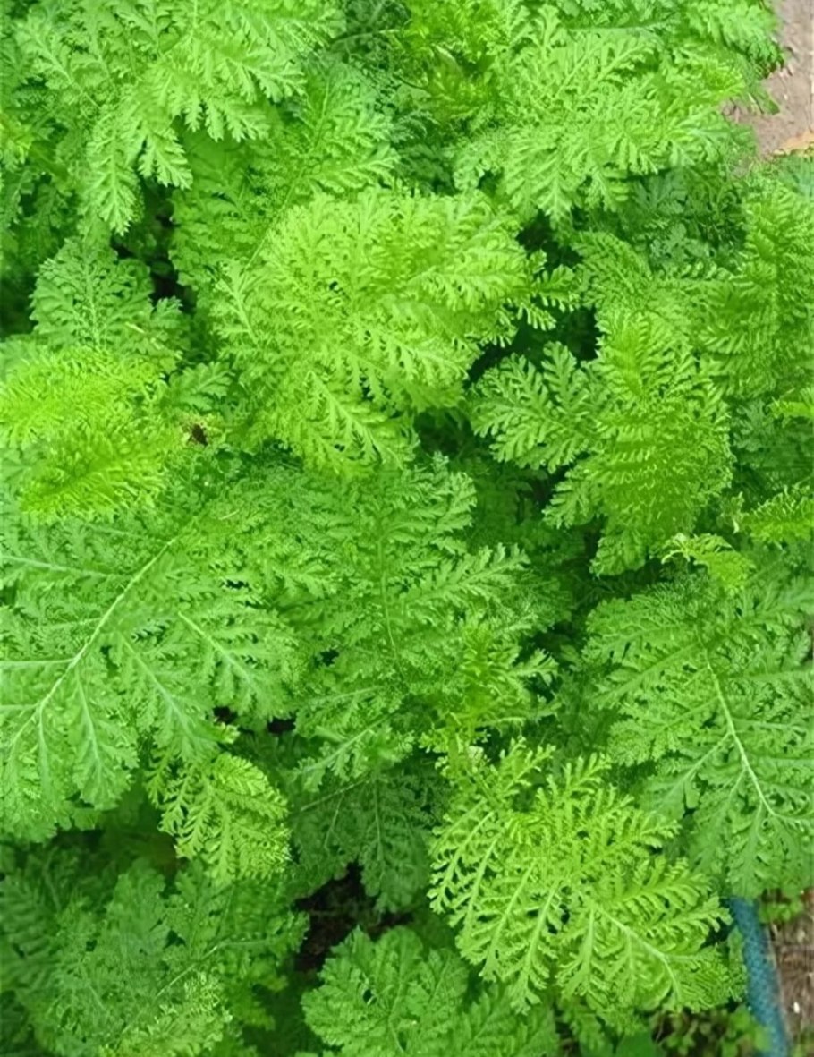 Пижма crispa