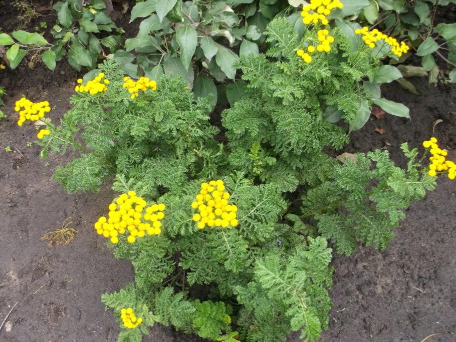 Пижма курчавая Криспа