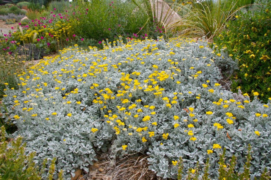 Пижма тысячелистная (Tanacetum millefolium)