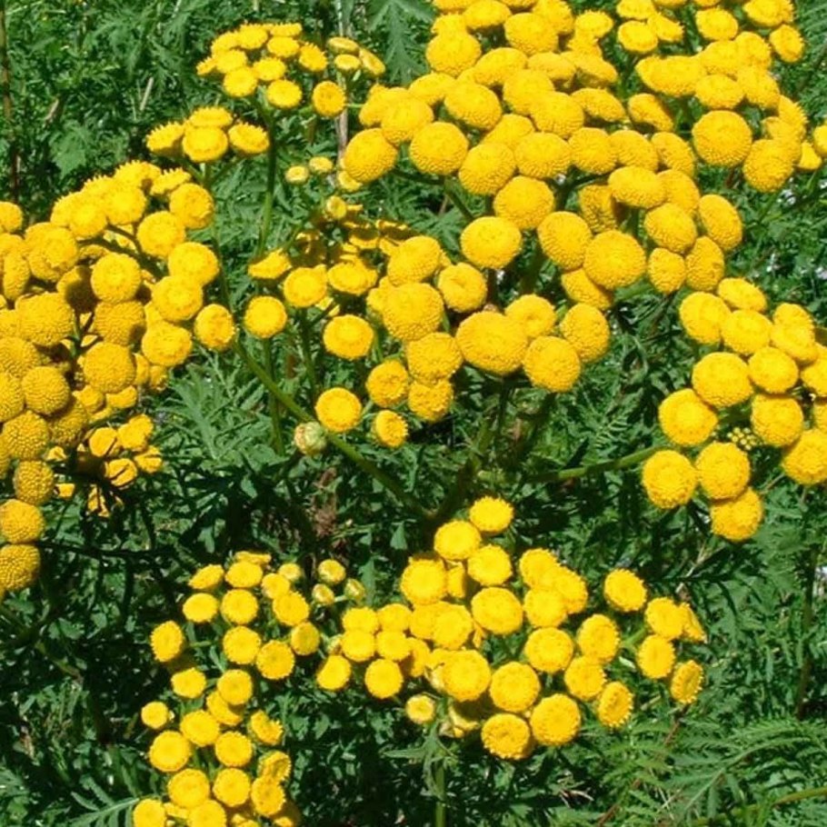 Пижма курчавая Криспа