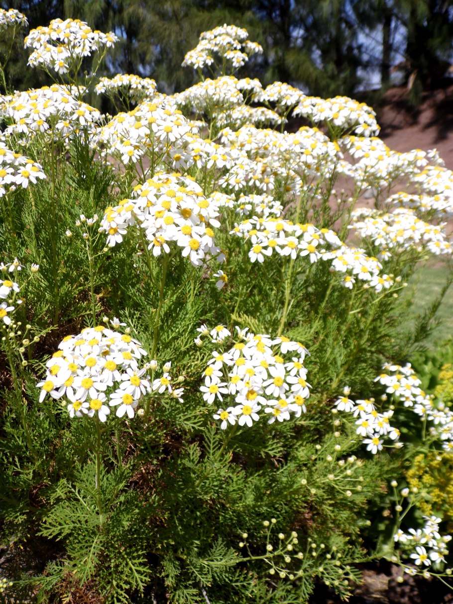 Tanacetum crispum