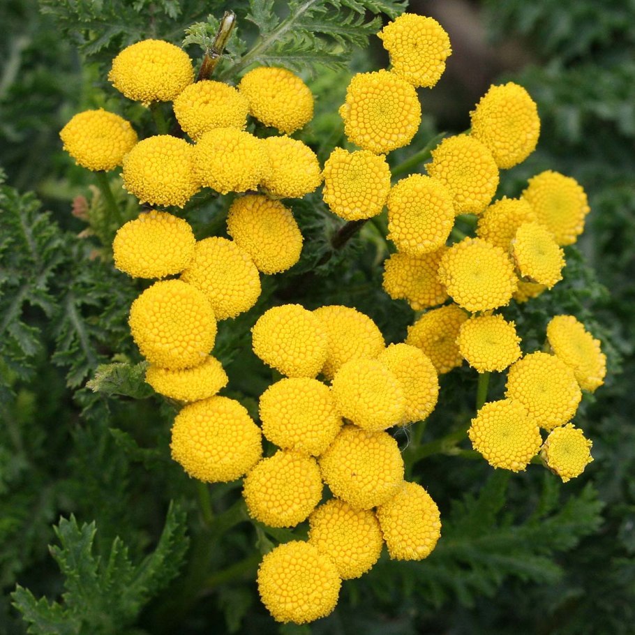 Пижма Хараджана (Tanacetum haradjanii).