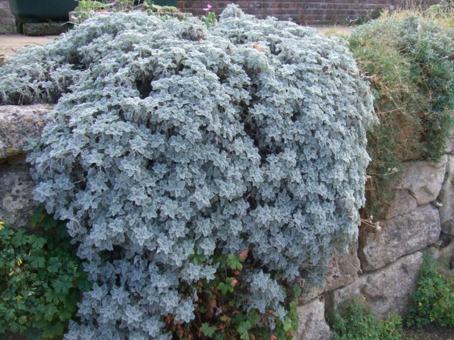 Пижма густая (Tanacetum densum)