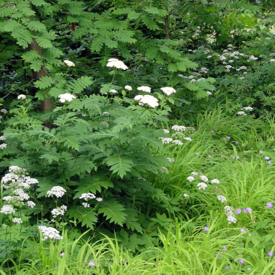Пижма обыкновенная (Tanacetum vulgare)