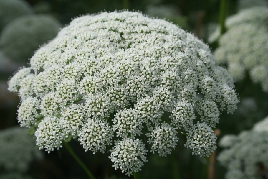 Амми Visnaga