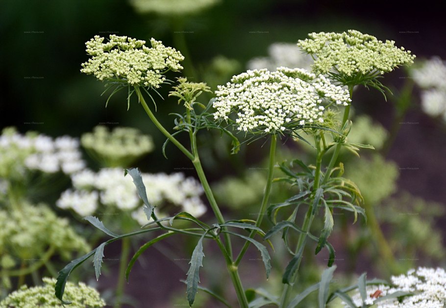 Амми зубная (Ammi Visnaga (l.) lam.).