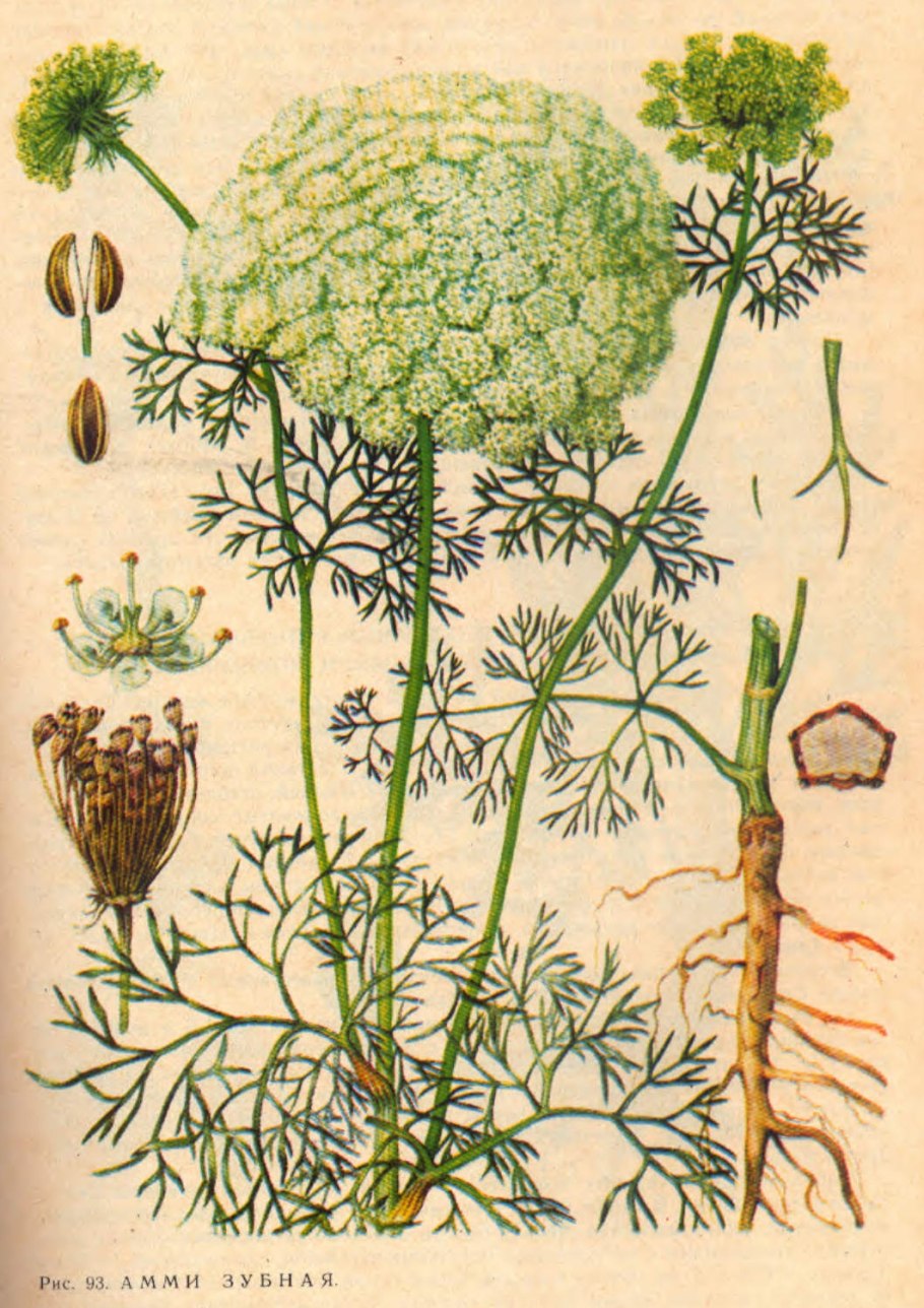 Целебная трава Амми