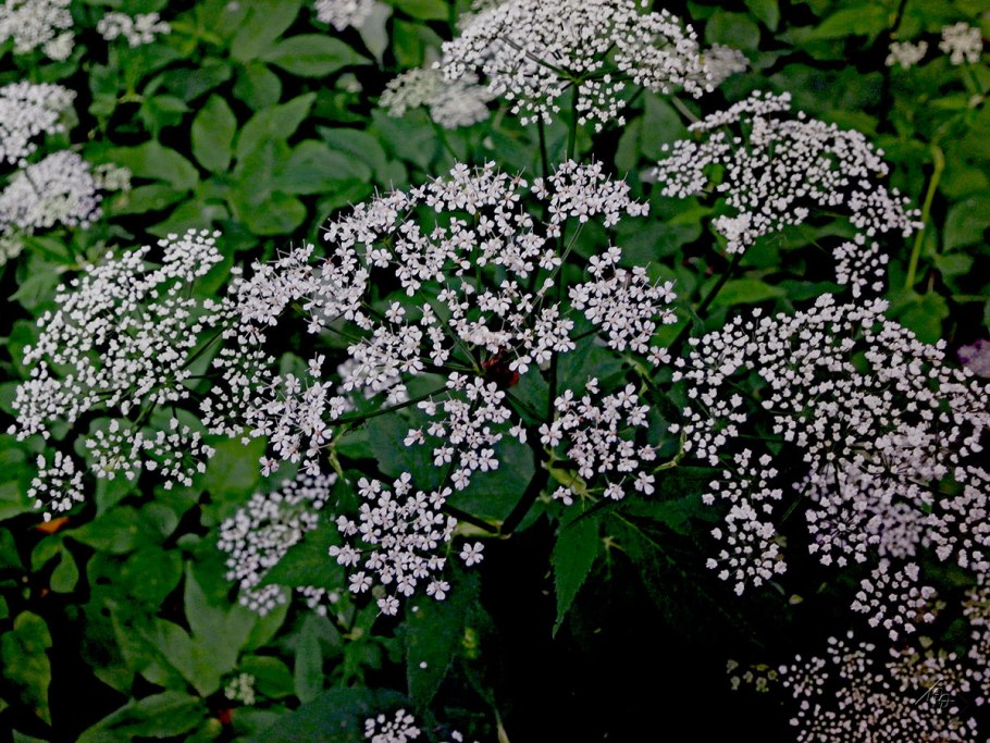 Шоколадная Амми