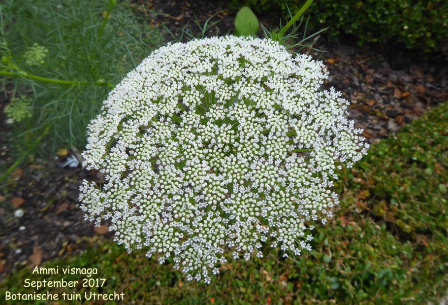 Амми кодасай