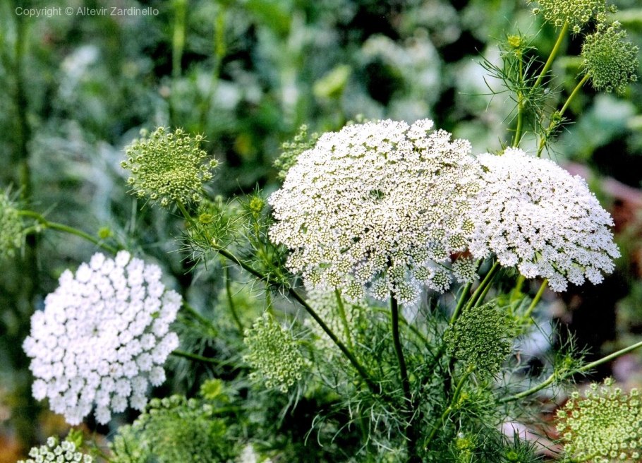 Виснага морковевидная