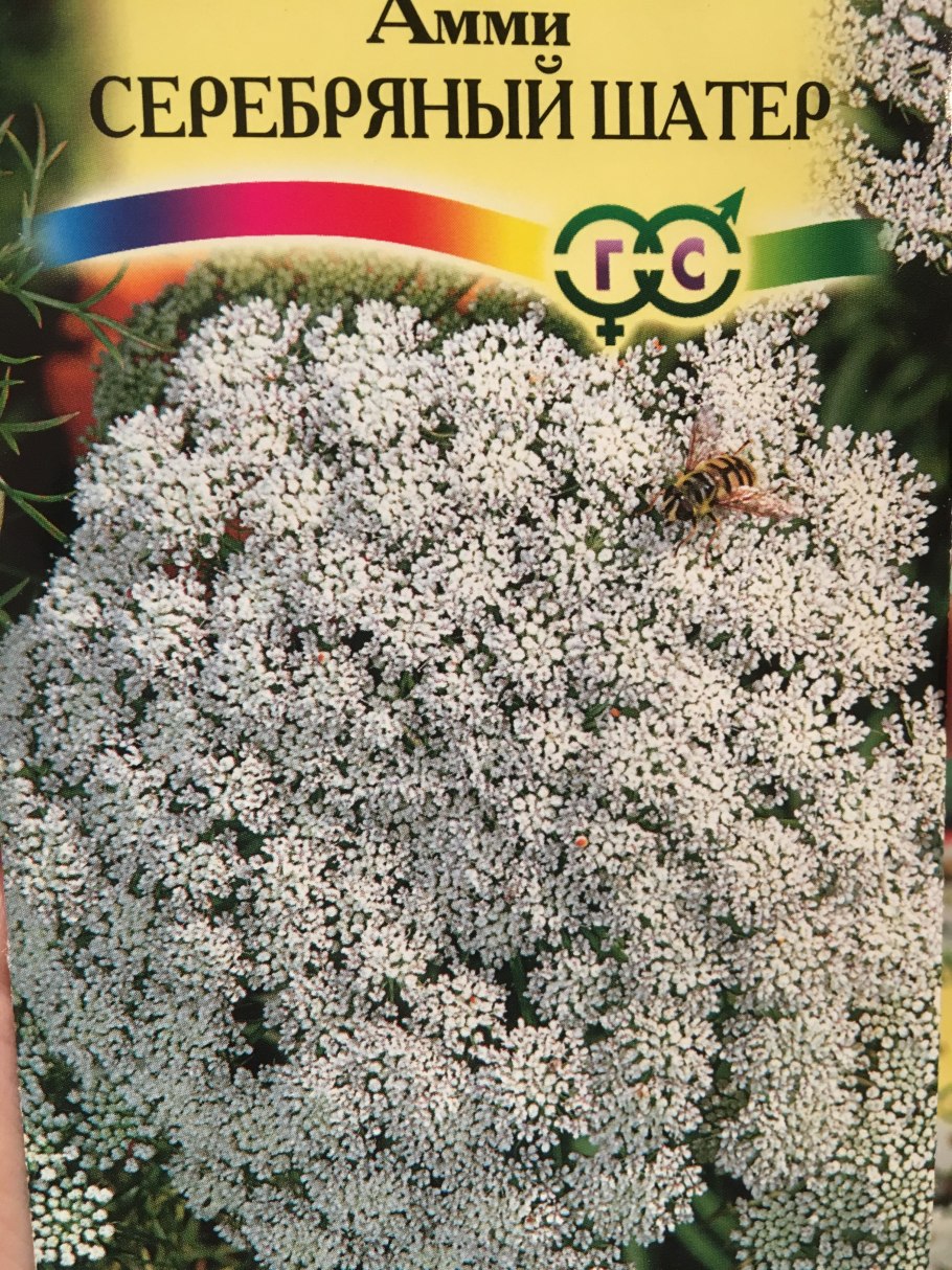 Амми цветок серебряный