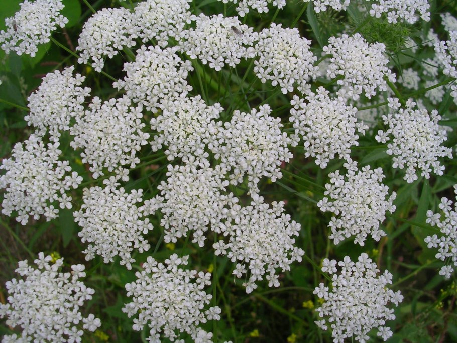 Цветок Амми серебряный шатер