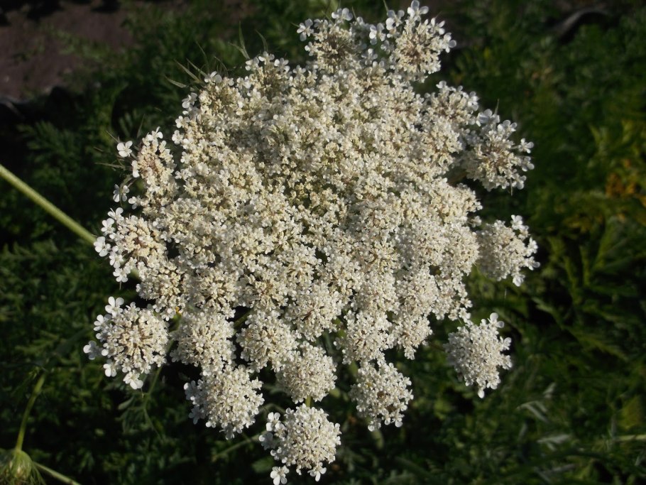 Амми цветок медонос