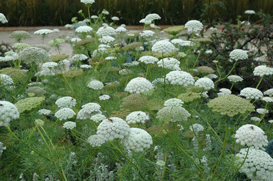 Амми большая (Ammi majus)