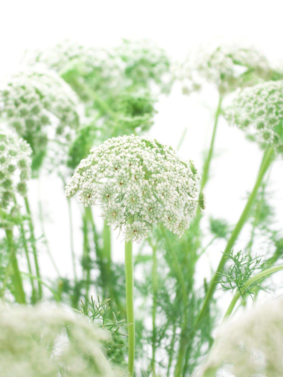 Ammi Visnaga
