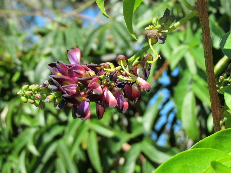 Картофельная лоза