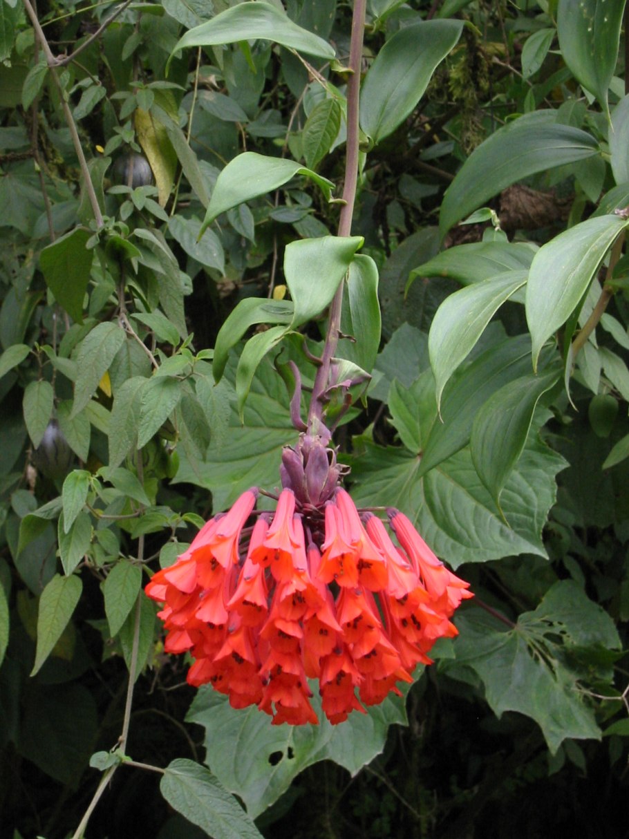 Медоносная культура апиос