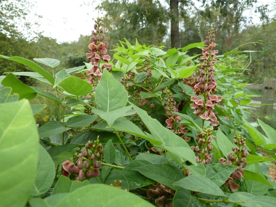 Апиос американская Глициния