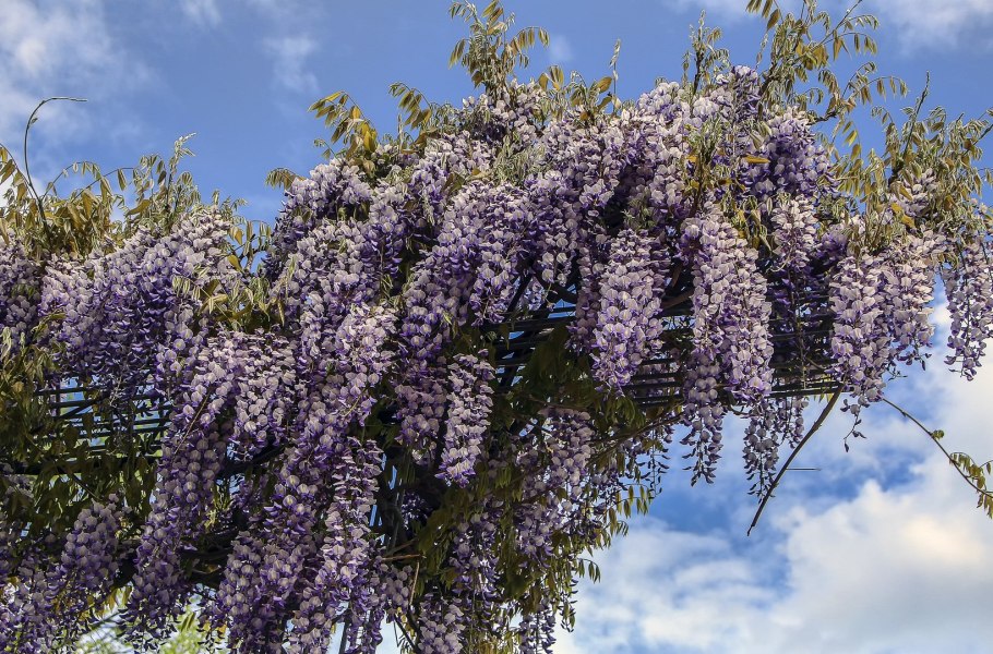 Глициния клубневая Алиос