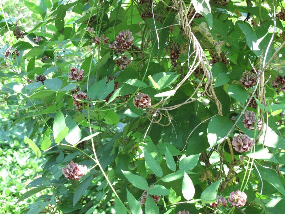 Глициния апиос