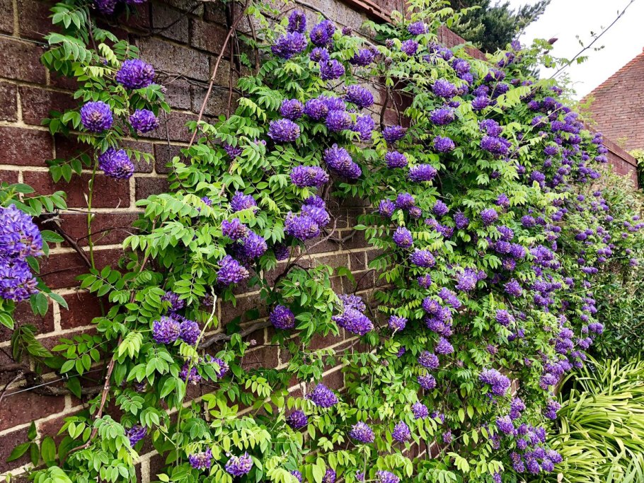 Phytolacca Americana