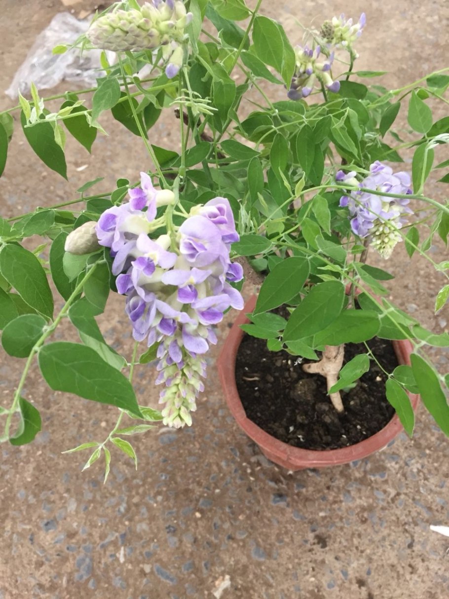 Глициния макростахия голубая луна