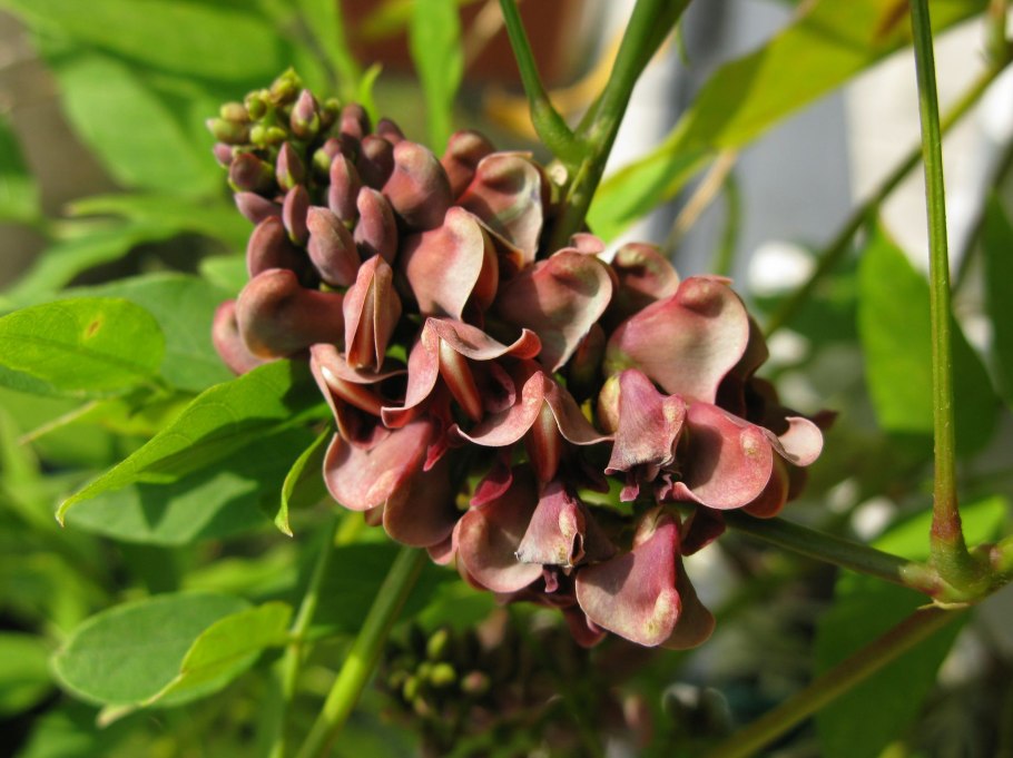 Апиос американский