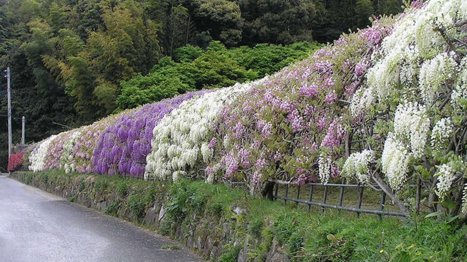 Сад кавати фудзи