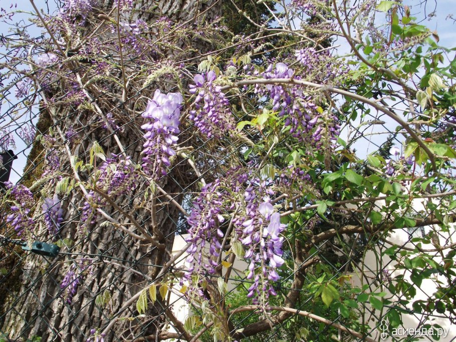Древовидная лиана глициния